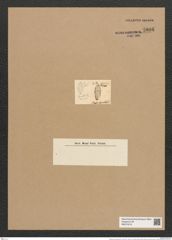 Rhaphoneis lanceolata Ehr. (de-Toni-Nr.: Genus 78, Species 2854) Zeichnungen Sammlung Grunow Nr. 5806 (NHMW-BOT-W0374219)